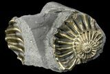 Pyritized (Pleuroceras) Ammonite Fossil With Pos/Neg - Germany #167842-1